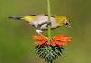 "Cape White-eye on Wilddagga"