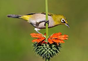 "Cape White-eye on Wilddagga"