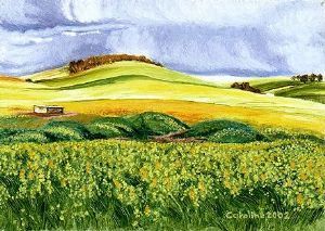 "6. Moorreesburg Canola"