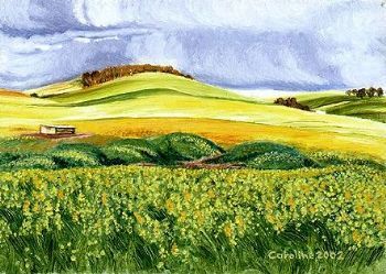 "6. Moorreesburg Canola"