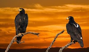 "Royal Flush - African Black Eagles"