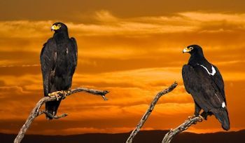 "Royal Flush - African Black Eagles"