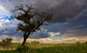 "Kalahari Moods - Approaching Storm"
