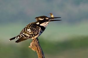 "Pied Kingfisher with Fish"