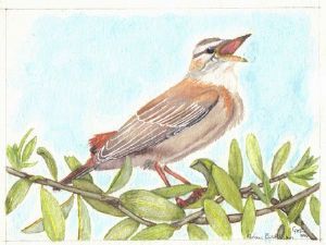 "Rufous Bush Robin"