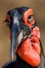 "Eyes on You - Ground Hornbill"