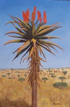 "Aloe "