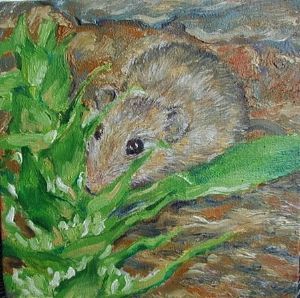 "Namaqua mouse"