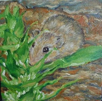 "Namaqua mouse"