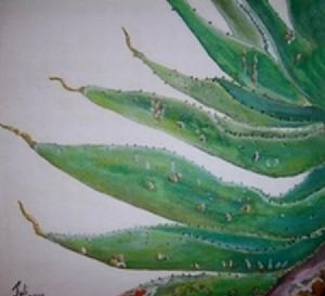 "Aloe"