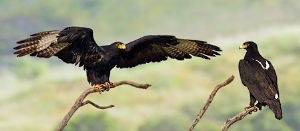 "Black Eagles"