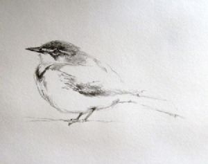 "Little Bird"