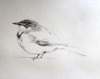 "Little Bird"