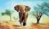 "Kalahari Elephant Charge"