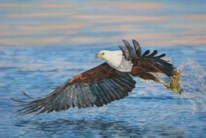 "Fish Eagle"