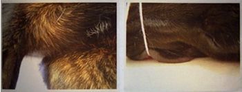 "Dog Diptych"