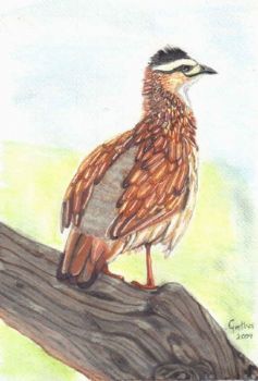 "Crested Francolin"