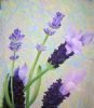 "Memories of Lavender"
