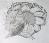 "Nature Intertwined"