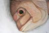 "Through the Eye of a Fish"