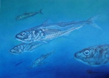"Horse Mackerel"