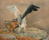"Jackal and Vulture"