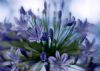 "Agapanthus"