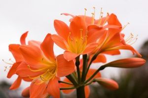 "Clivia"