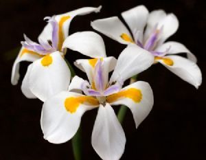 "Wild Iris 1"
