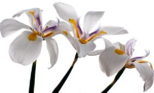"Wild Iris 2"