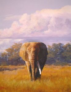"Amboseli Lord"