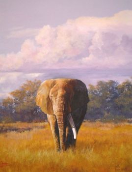 "Amboseli Lord"