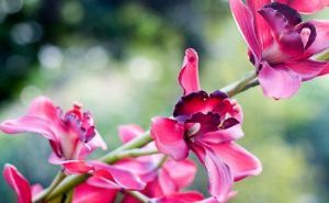 "Orchid 1"