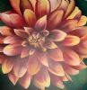 "Dahlia"