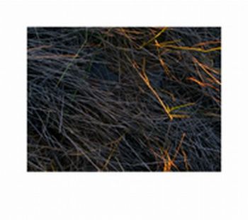 "Grass Series - 4"