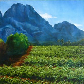 "Franschhoek Vineyard"