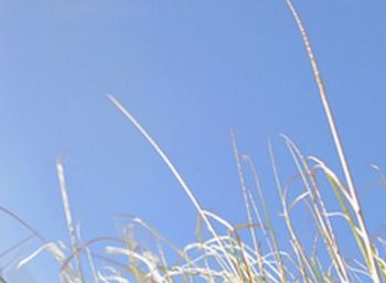 "Grass Series 6"