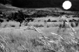 "Grasses #1"