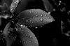 "Leaves With Dew"