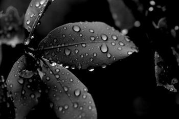 "Leaves With Dew"