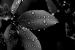Leaves With Dew