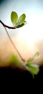 "Plantscape #6"