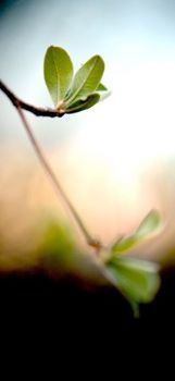 "Plantscape #6"