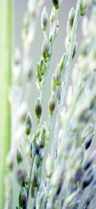 "Plantscape #9"