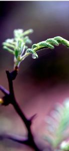 "Plantscape #16"
