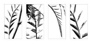"Plant Studies #1"