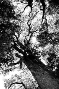 "The Tree"