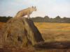 "Lookout Post"