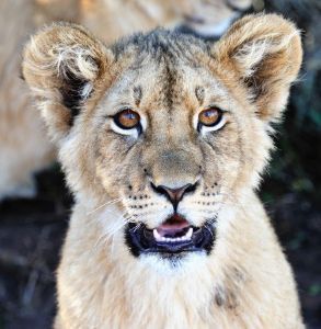 "Lioness #1"