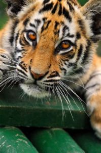 "Tiger Cub #1"